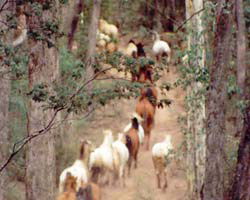 High Country Horses - South Australia Travel 2
