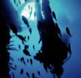 Scuba World - South Australia Travel