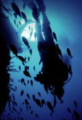 Scuba World - South Australia Travel 0