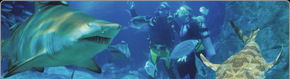 Scuba World - South Australia Travel 1