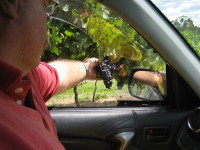 Mount Tamborine Winery & Homestead - South Australia Travel 1