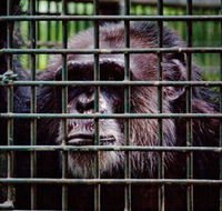 Rockhampton Zoo - South Australia Travel