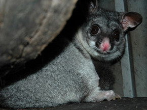 Bunbury Wildlife Park - South Australia Travel 2