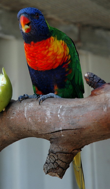 Bunbury Wildlife Park - South Australia Travel 3