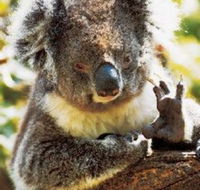 Gorge Wildlife Park - South Australia Travel