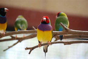Kyabram Fauna Park - South Australia Travel 1