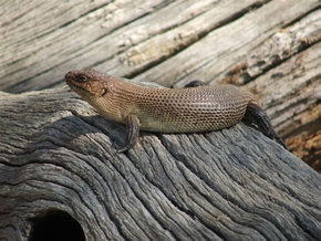 Kyabram Fauna Park - South Australia Travel 2