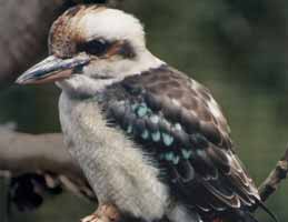 Nowra Wildlife Park - South Australia Travel 2