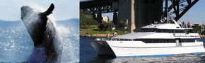 Prestige Harbour Cruises - South Australia Travel 3