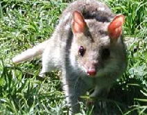 Tolderol SA South Australia Travel