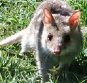 Urimbirra Wildlife Park - South Australia Travel