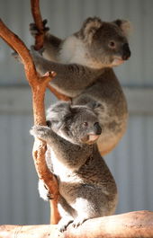 Waterways Wildlife Park - South Australia Travel 1