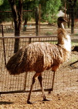 Waterways Wildlife Park - South Australia Travel 2