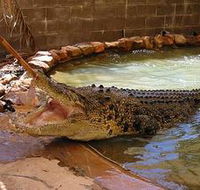 Wyndham Zoological Gardens and Crocodile Park - South Australia Travel