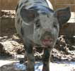 Wagga Wagga Zoo - South Australia Travel