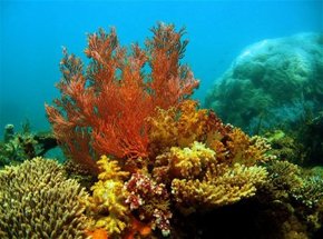 Three Islands Whale Shark Dive - South Australia Travel 0