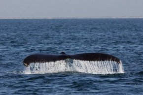 Three Islands Whale Shark Dive - South Australia Travel 1
