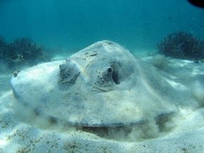 Three Islands Whale Shark Dive - South Australia Travel 2