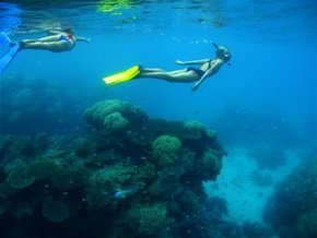Three Islands Whale Shark Dive - South Australia Travel 3