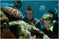 Dolphin Wild - South Australia Travel 1
