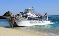 Dolphin Wild - South Australia Travel 2
