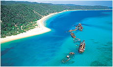 Dolphin Wild - South Australia Travel 3