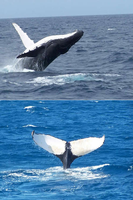 Mills Charters Fishing And Whale Watch Cruises - South Australia Travel 3