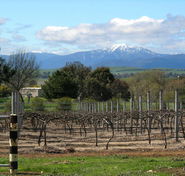 Buller View Wines - South Australia Travel