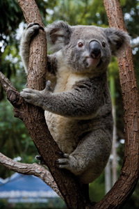 Currumbin Wildlife Sanctuary - South Australia Travel 1