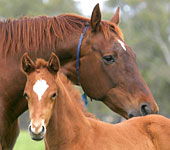 Pranjip VIC South Australia Travel