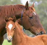 Blue Gum Farm - South Australia Travel