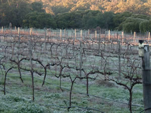 Lion Mill Vineyards - South Australia Travel 1