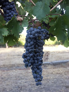 Lion Mill Vineyards - South Australia Travel 3