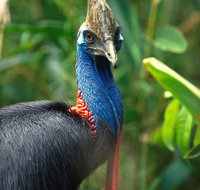 David Fleay Wildlife Park - South Australia Travel