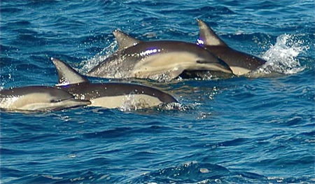 Dolphin Swim Australia - South Australia Travel 0
