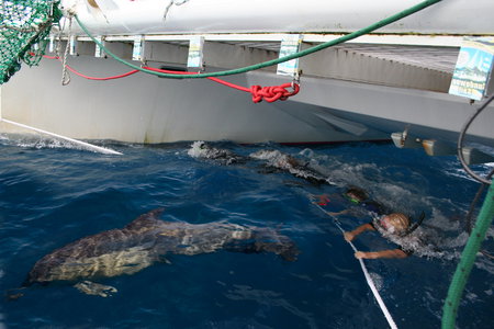 Dolphin Swim Australia - South Australia Travel 1