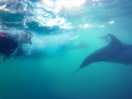 Dolphin Swim Australia - South Australia Travel 2