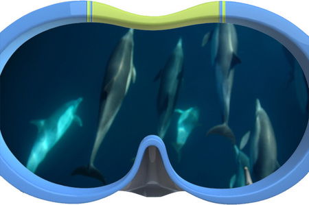 Dolphin Swim Australia - South Australia Travel 3