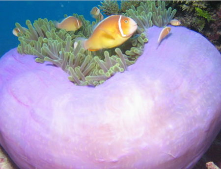 Silver Swift - South Australia Travel 1