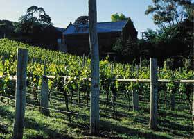 Goona Warra Vineyard - South Australia Travel 1