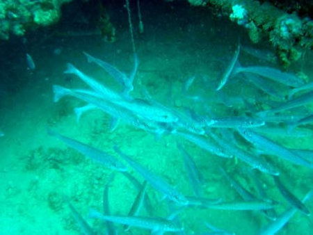 Underwater Sports Diving Centre - South Australia Travel 1