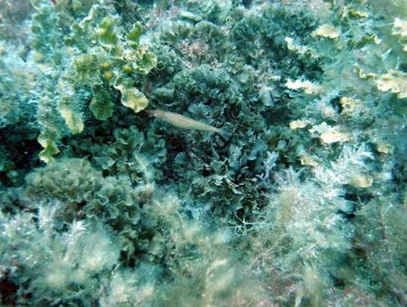 Underwater Sports Diving Centre - South Australia Travel 3