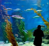 Melbourne Aquarium - South Australia Travel