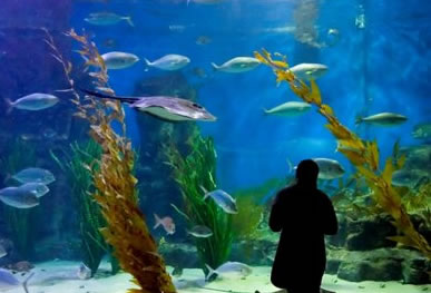 Melbourne Aquarium - South Australia Travel 0