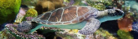 Melbourne Aquarium - South Australia Travel 1