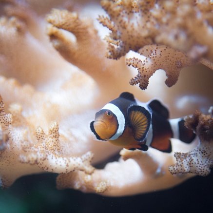 Melbourne Aquarium - South Australia Travel 2