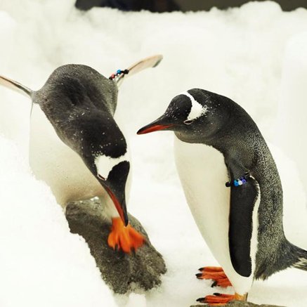 Melbourne Aquarium - South Australia Travel 3