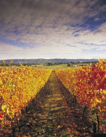 Link Tours - South Australia Travel 0