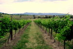 Link Tours - South Australia Travel 2