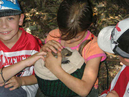 Koala Park Sanctuary - South Australia Travel 3